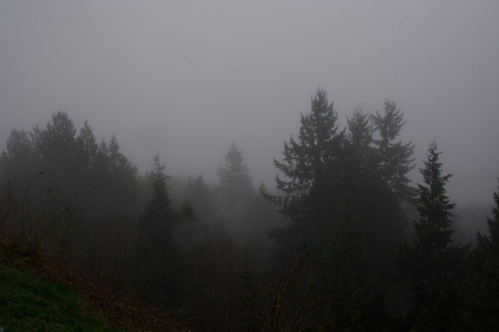 Adventure - British Columbia - Fog - Trees - Cypress Provincial Park