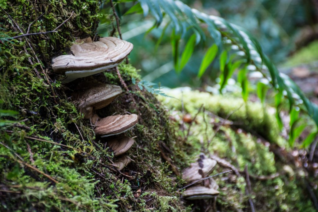 Fungi