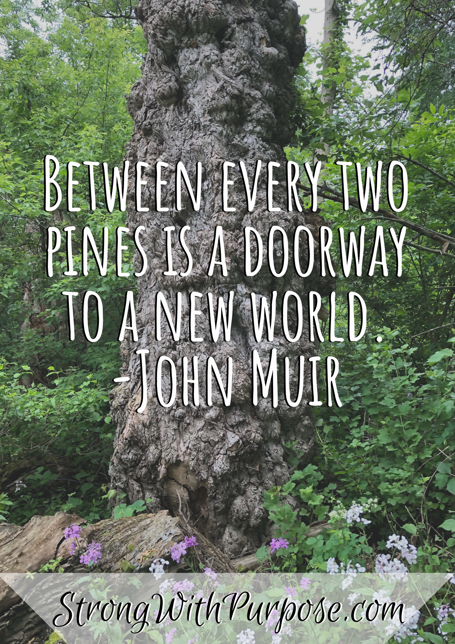 John Muir Quote Two Pines New World