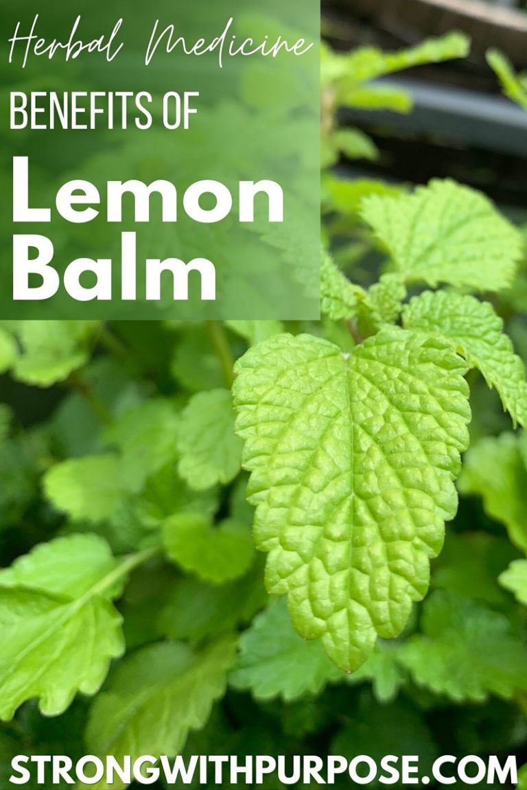 Herbal Medicine Benefits of Lemon Balm Strong with Purpose