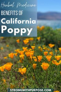 Read more about the article Herbal Medicine Benefits of California Poppy