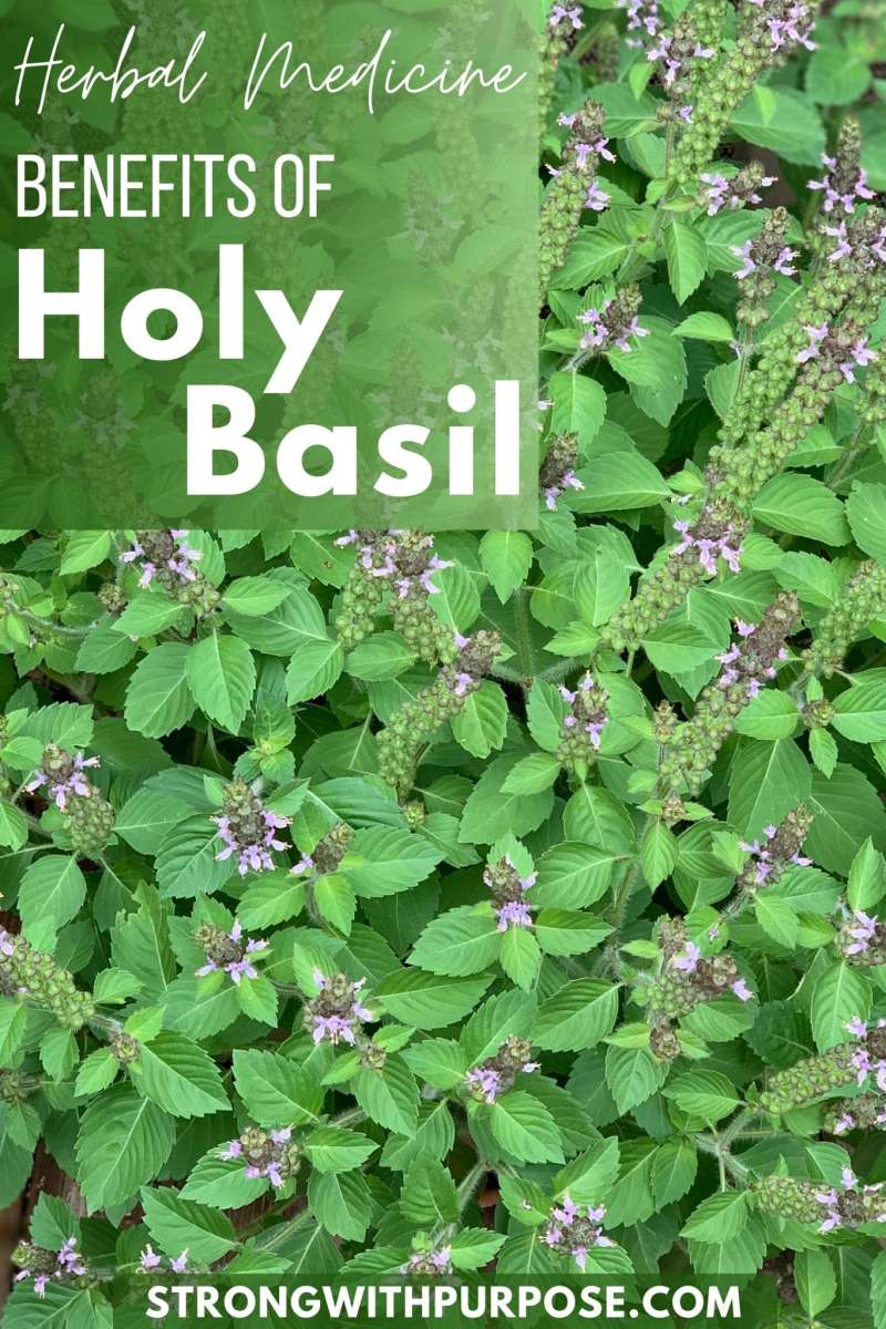 Herbal Medicine Benefits of Holy Basil - Strong with Purpose