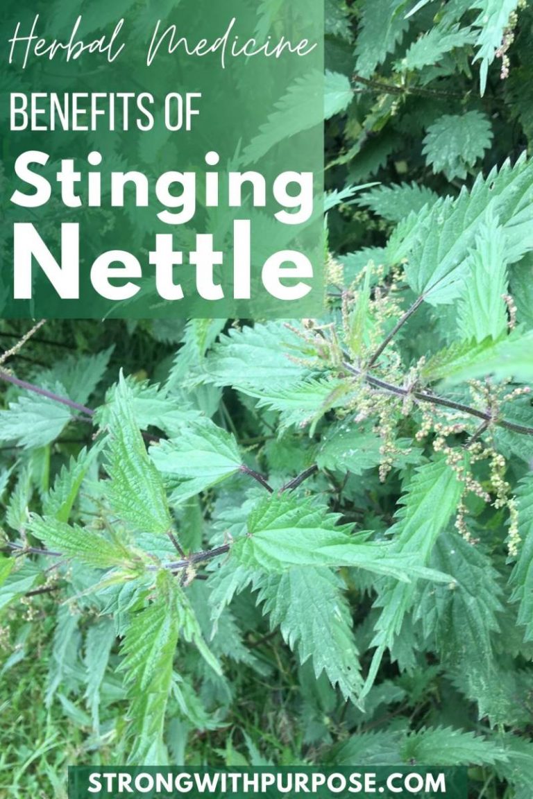 Herbal Medicine Benefits of Stinging Nettle Strong with Purpose