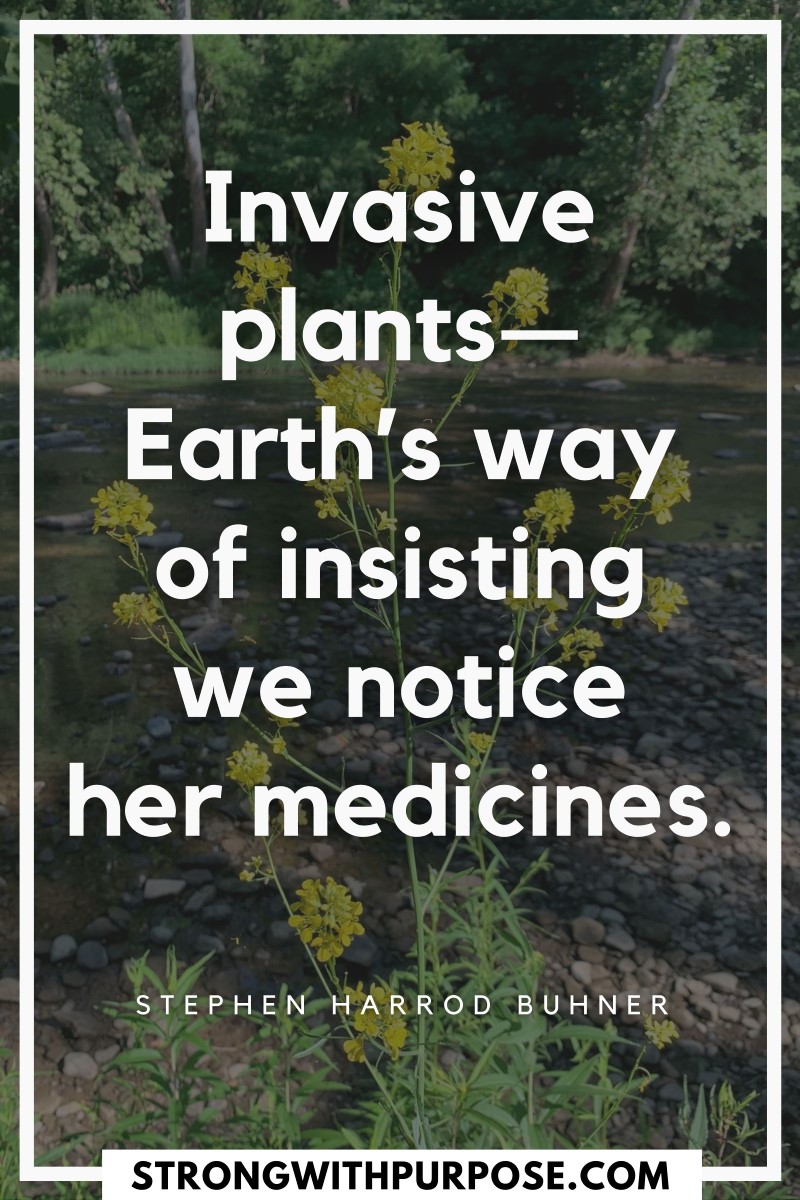 Invasive plants—Earth’s way of insisting we notice her medicines. - Strong with Purpose